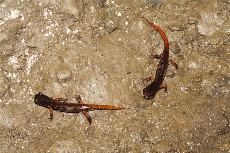 Corteggiamento geotritoni?? Hydromantes italicus